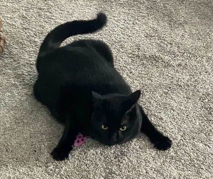 Nobody Can Touch Her Lady Bug