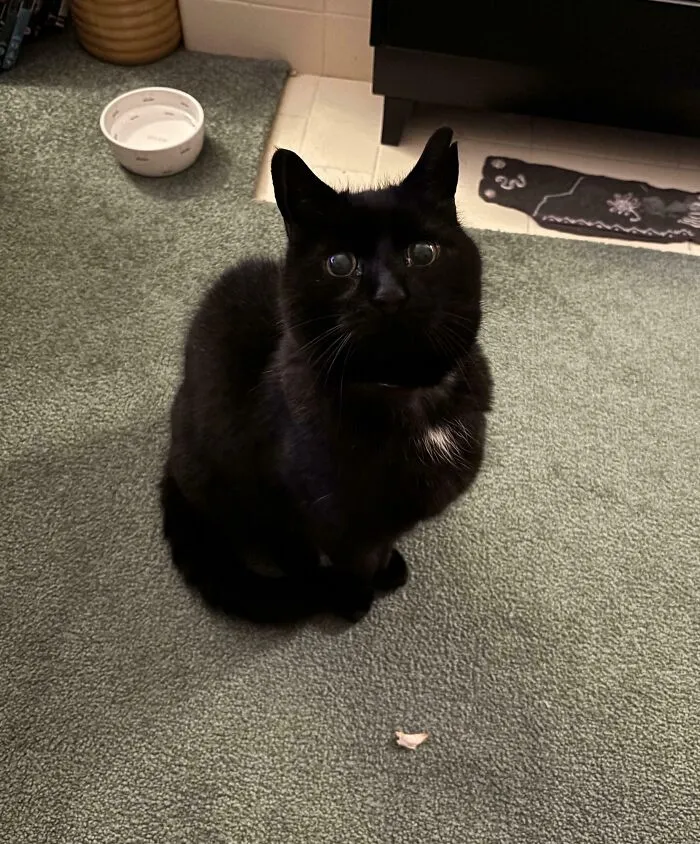 He Stared At Me For Turkey. I Gave Turkey. He Kept Staring