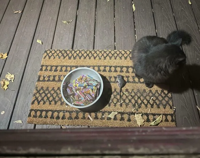 Last Halloween I Set The Bowl Of Candy Out For Late-Night Kiddos. Mona (At Right) Left Her Own Treat For Them
