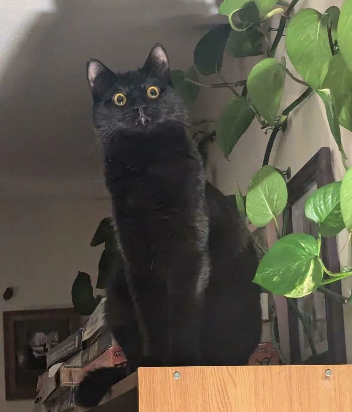 I Don't Think He Likes The Christmas Tree