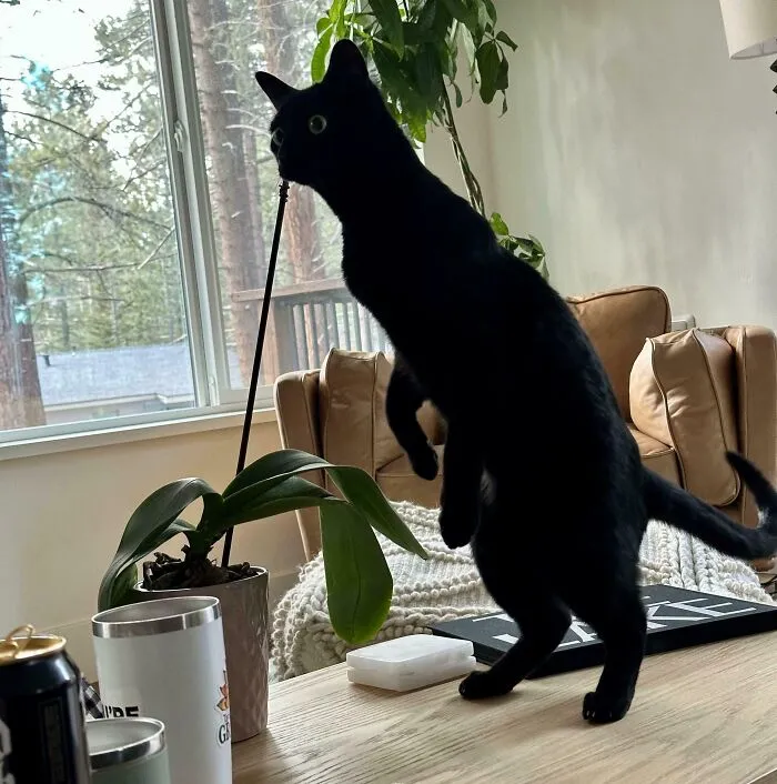 Does Anyone Else Have A Bipedal Void?