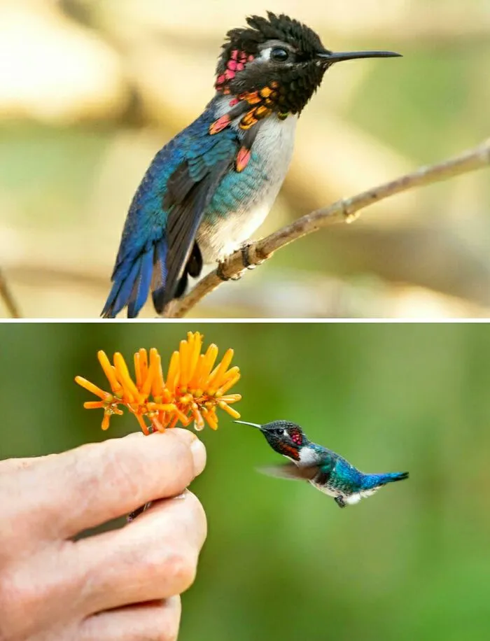 Bee Hummingbirds: These Are The Smallest Birds In The World, With Males Measuring Up To 5.5cm Long And Weighing An Average Of Just 1.95 Grams, Which Is Less Than The Weight Of A Dime