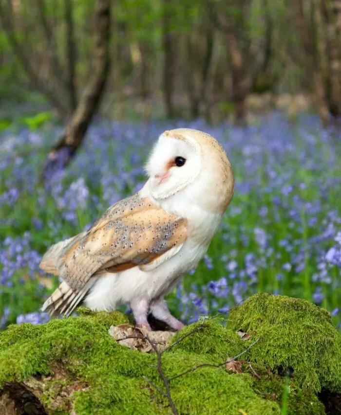 The Ability Of Barn Owls To Locate Prey By Sound Is The Most Accurate Of Any Animal Tested