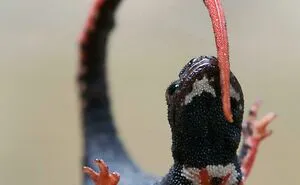 50 Awesome Facts About Animals You Probably Didn’t Know, As Shared On “Awwducational” (New Pics)
