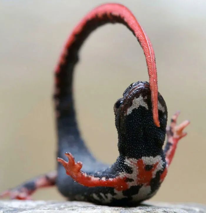 The Spectacled Salamander: When Threatened, This Salamander Will Often Curl Its Body Into A Defensive Position That Displays The Aposomatic Markings On The Underside Of Its Tail And Legs