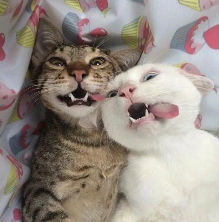 Hora de la selfie