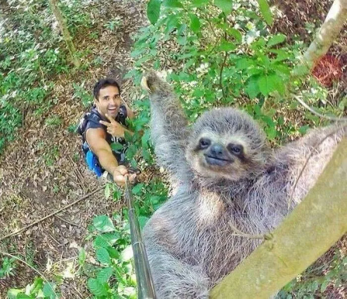 Sloth Selfie