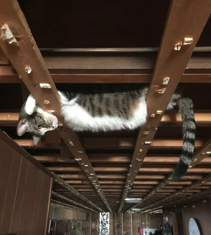 I’m Remodeling My Basement, And All The Ceiling Tiles Were Just Removed. I Found My Cat Like This