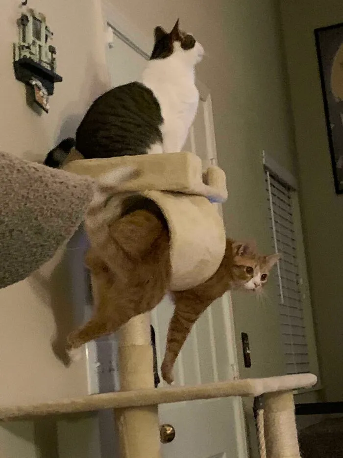 When Your Fat Brother Is Stuck In The Cat Tower Tunnel But Your Favorite Show Is On