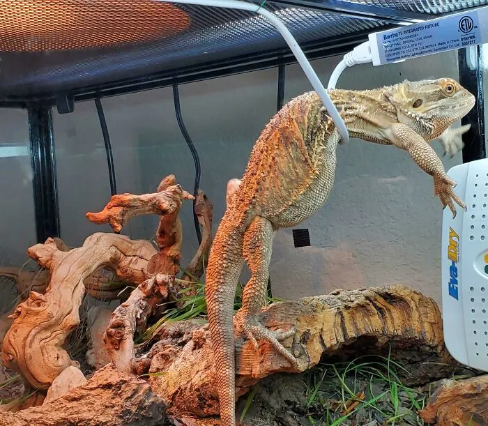 Bearded dragon lizard stuck in a terrarium wire, showing one of the 99 times animals got stuck moments caught by owners.
