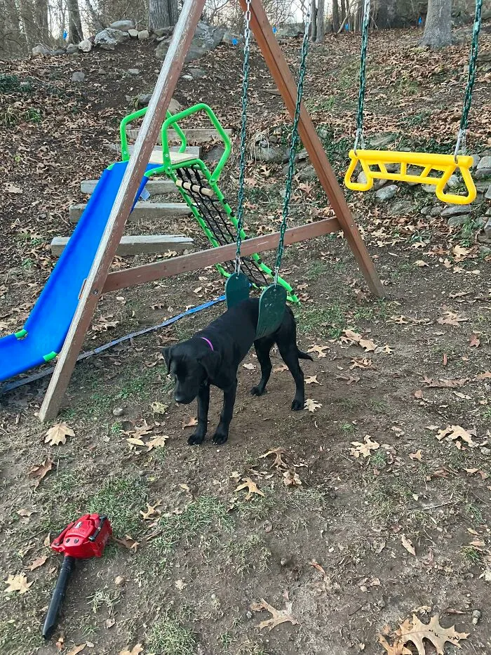 My Dog Got Stuck On The Swing Today