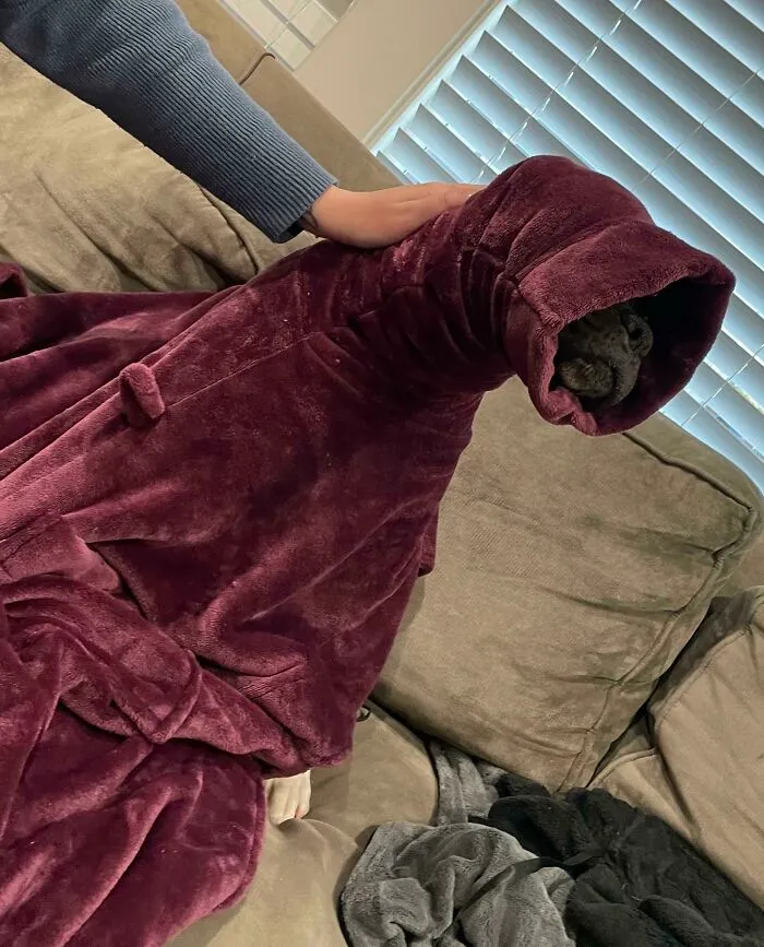 My Dog Got Her Head Stuck In The Sleeve Of My Robe
