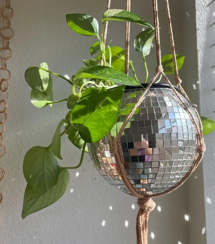  Give Their Favorite Houseplant The Glamorous, Party-Animal Lifestyle It Truly Deserves With This <a Style="Display:inline;" Href="Https://Www.amazon.com/Scandinordica-Disco-Ball-Planter-Hanging/Dp/B08y1yvl7r?ie=utf8&th=1&linkcode=ll1&tag=bpcobra-20&linkid=8c813ef5f5f94ea3e2adb56b9f90f8f4&language=en_us&ref_=as_li_ss_tl" Target="_blank">  <span Style="Font: Inherit; Color: #d74b1f;"> Disco Ball Planter </Span>