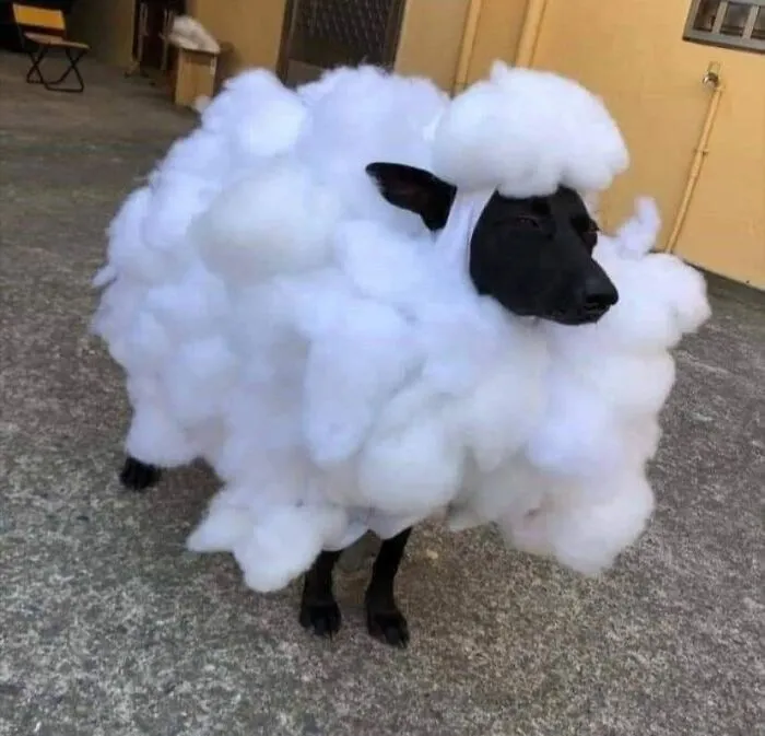 40 Pictures Of Animals Who Woke Up And Chose Nonsense
