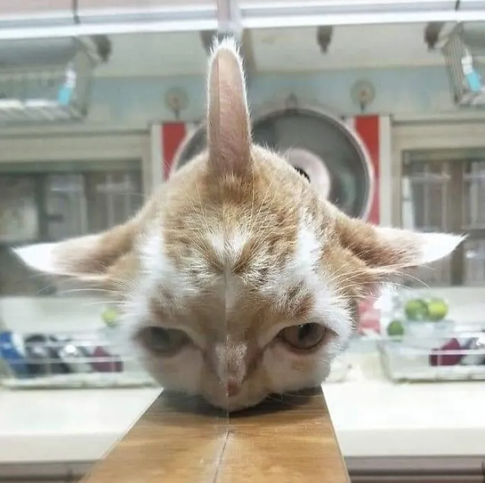 40 Pictures Of Animals Who Woke Up And Chose Nonsense