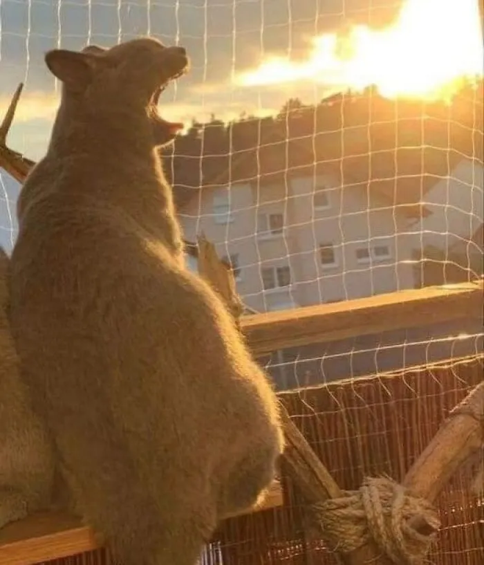 40 Pictures Of Animals Who Woke Up And Chose Nonsense