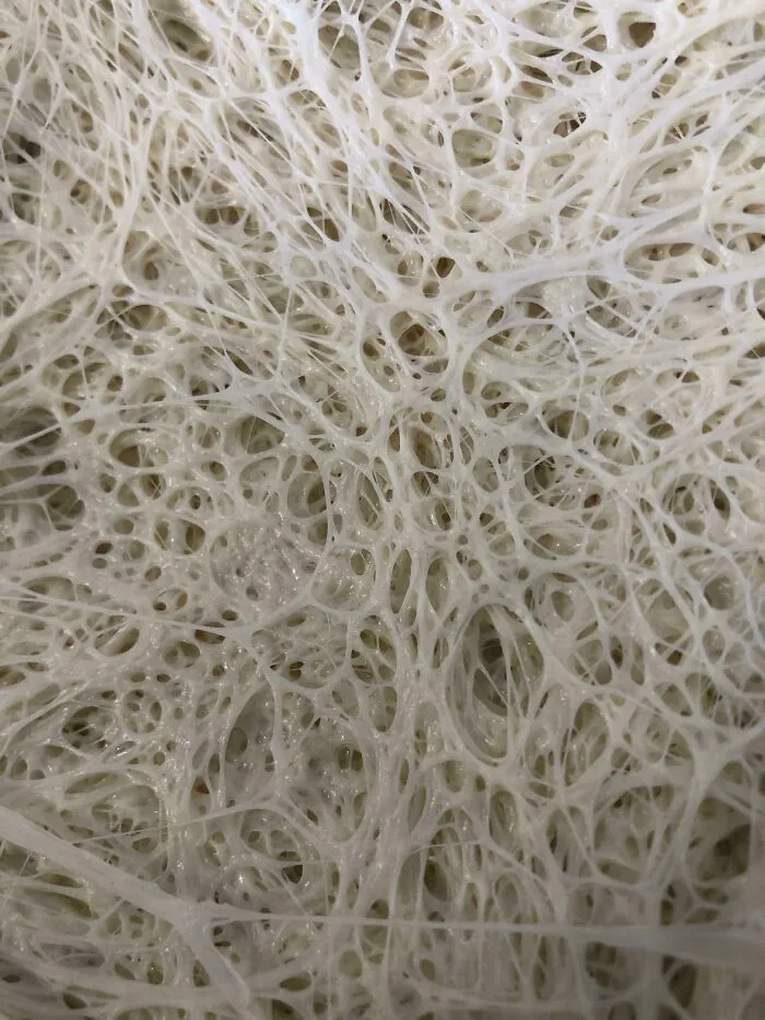 I Exposed The Inside Of Over Proofed Pizza Dough At Work