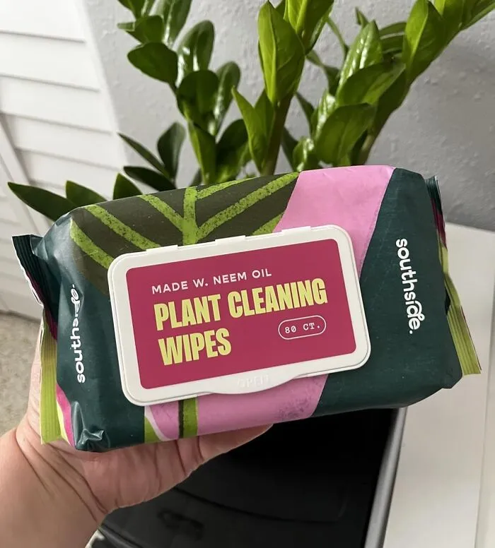 Houseplants Will Finally Stop Giving You The Dusty Side-Eye With These <a Style="Display:inline;" Href="Https://Www.amazon.com/Southside-Plants-Cleaning-Wipes-Unscented/Dp/B096wdc42f?ie=utf8&linkcode=ll1&tag=bpsparrow-20&linkid=abb236afb5e22aae83daf18e389aadb6&language=en_us&ref_=as_li_ss_tl" Target="_blank">  <span Style="Font: Inherit; Color: #d74b1f;"> Plant Cleaning Wipes </Span>
