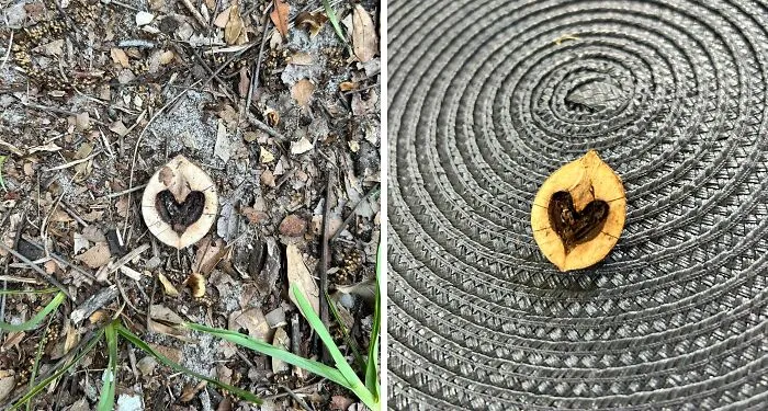 Close-up pictures showing the insides of a small wooden piece with a heart-shaped pattern inside.