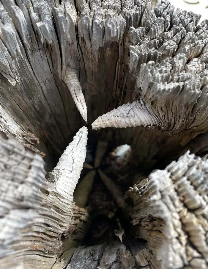 Close-up view of the inside of weathered wood showing detailed textures and sharp, pointed interior formations.