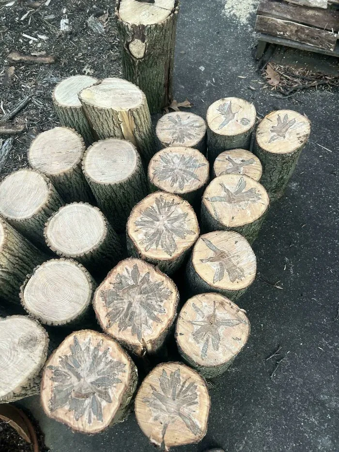 A Tree I Cut Down Today Had These Designs Inside Of It