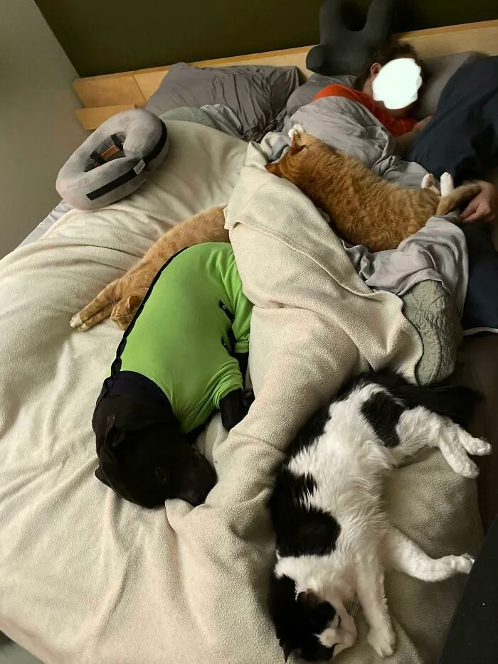 Post Surgical Anesthesia Recovery - Pets Formed A Protective Boundary To Prevent Me From Accidentally Moving In Any Direction