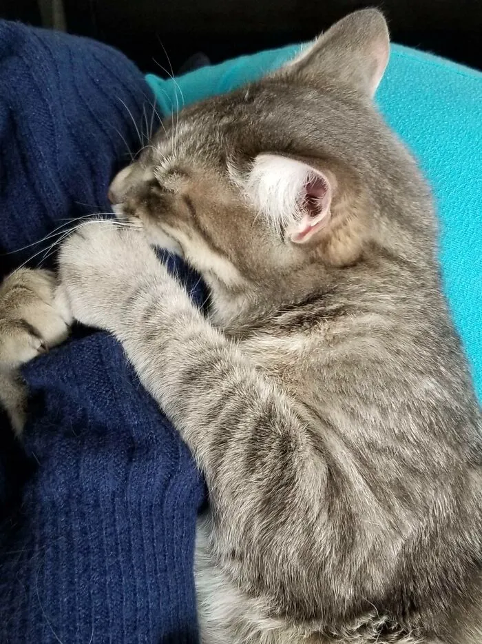 He Actually Fell Asleep Like This, With His Mouth Fully Around My Daughter’s Arm And Claws Dug In. If She Moved, He Woke Briefly To Tighten His Grip