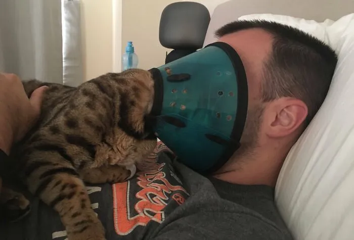 Head-Bump Loving Cats Are The Worst When They Have The Cone Of Shame