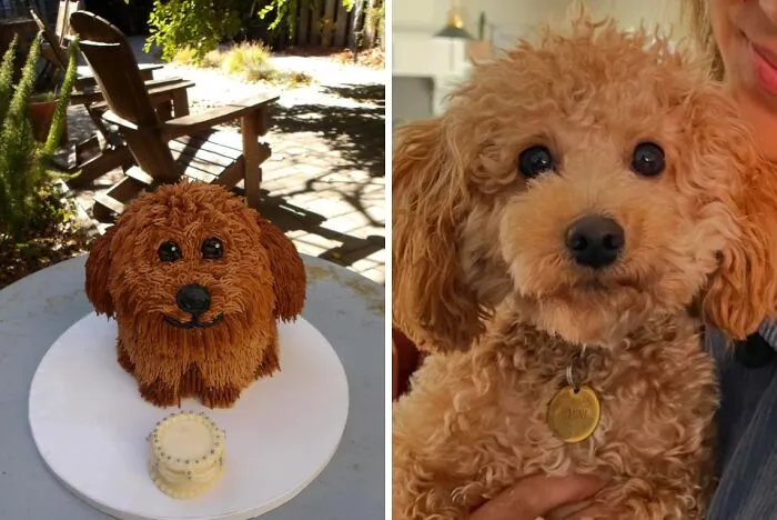 Dog Shaped Cake For Human Owner’s Birthday