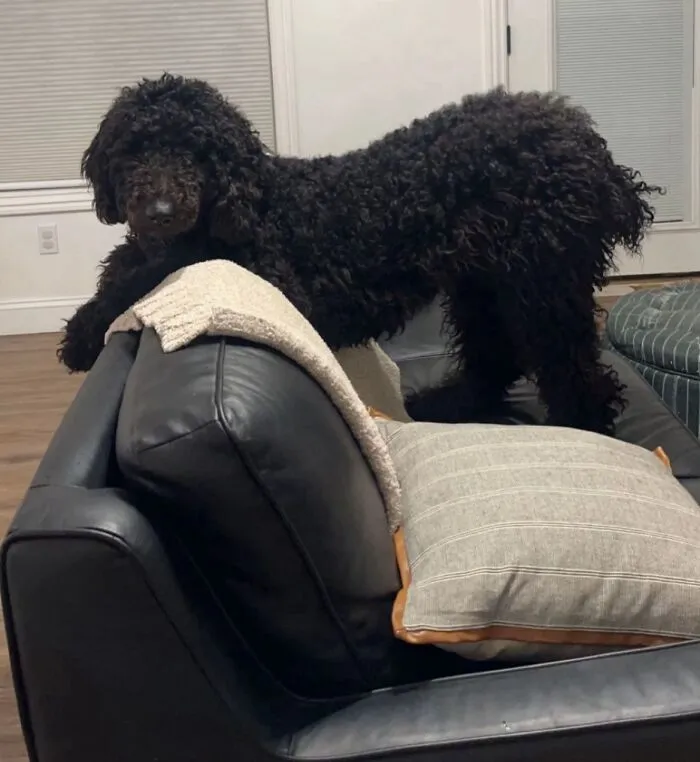 Curly black dog awkwardly perched on the back of a leather couch, showcasing one of the awkward pet photos people shared.
