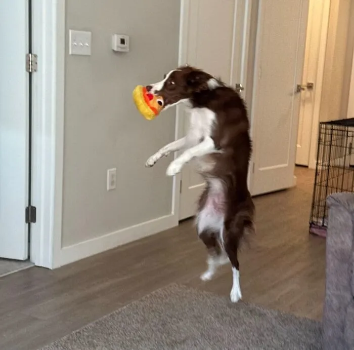 50 People Share Awkward Photos Of Their Pets, And The Results Are Pure Comedy Gold