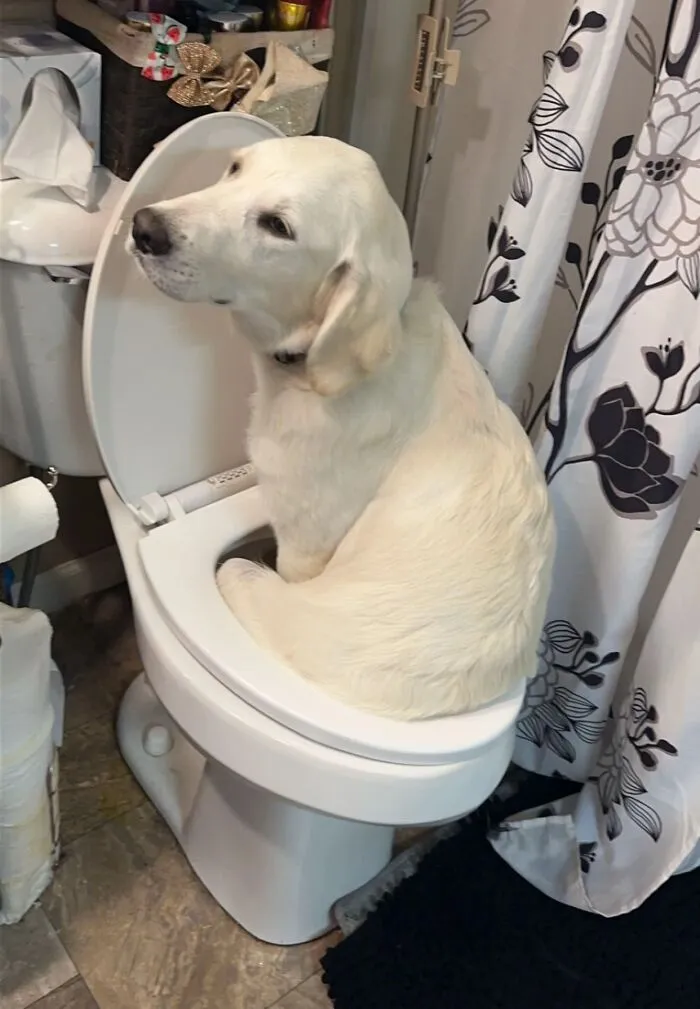 50 People Share Awkward Photos Of Their Pets, And The Results Are Pure Comedy Gold