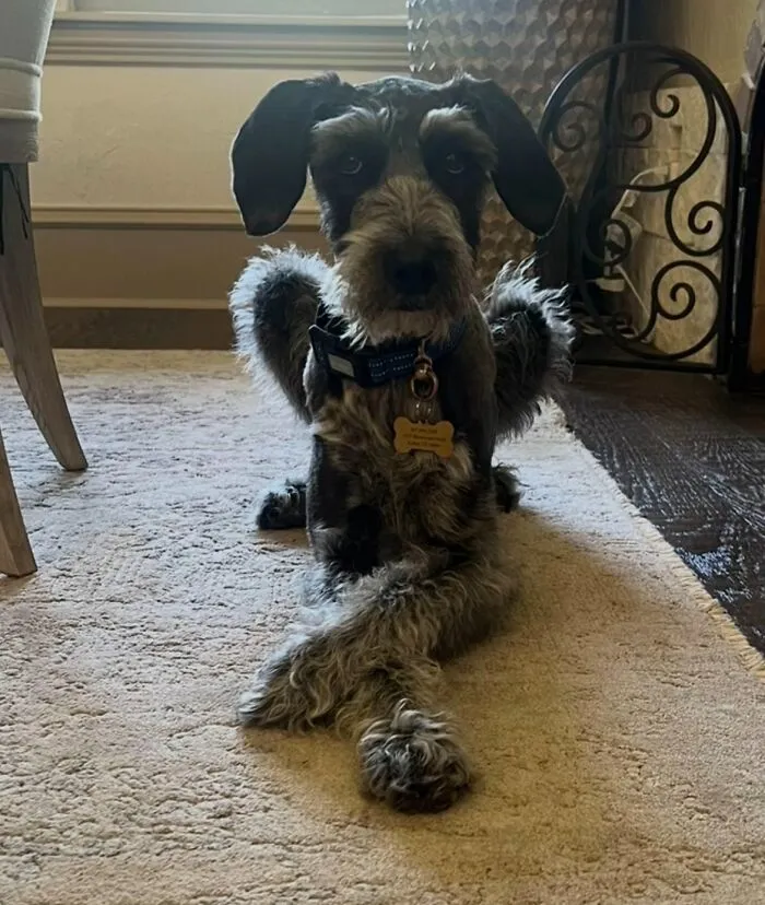 50 People Share Awkward Photos Of Their Pets, And The Results Are Pure Comedy Gold