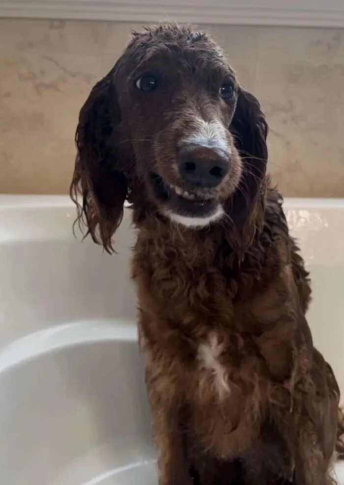 50 People Share Awkward Photos Of Their Pets, And The Results Are Pure Comedy Gold