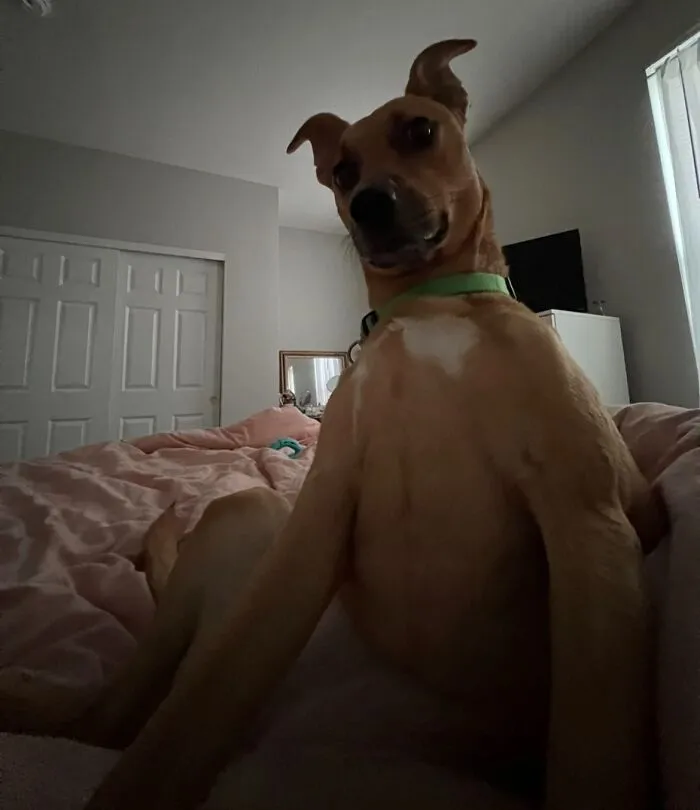 Awkward photo of a dog sitting on a bed with a curious expression in a dimly lit bedroom.