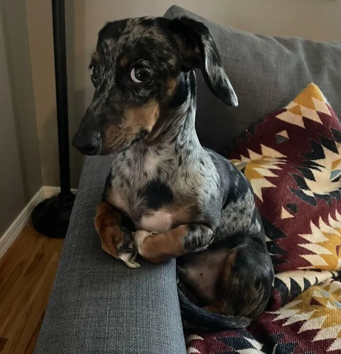 50 People Share Awkward Photos Of Their Pets, And The Results Are Pure Comedy Gold