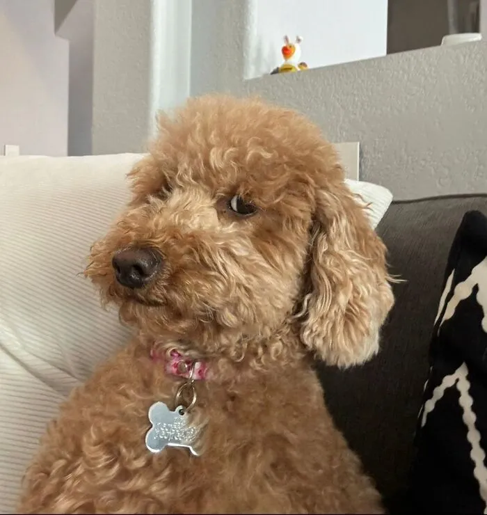 Curly-haired dog making an awkward side-eye glance while sitting on a couch, capturing an awkward pet moment.