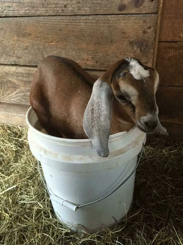 Young brown goat stuck inside a white bucket in a barn, showcasing one of the times animals got stuck in unusual places.