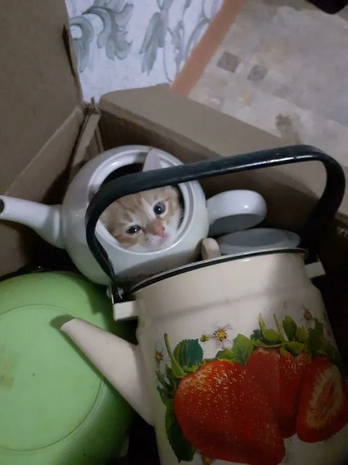 My Sister Couldn’t Find Him Anywhere For 2 Hours