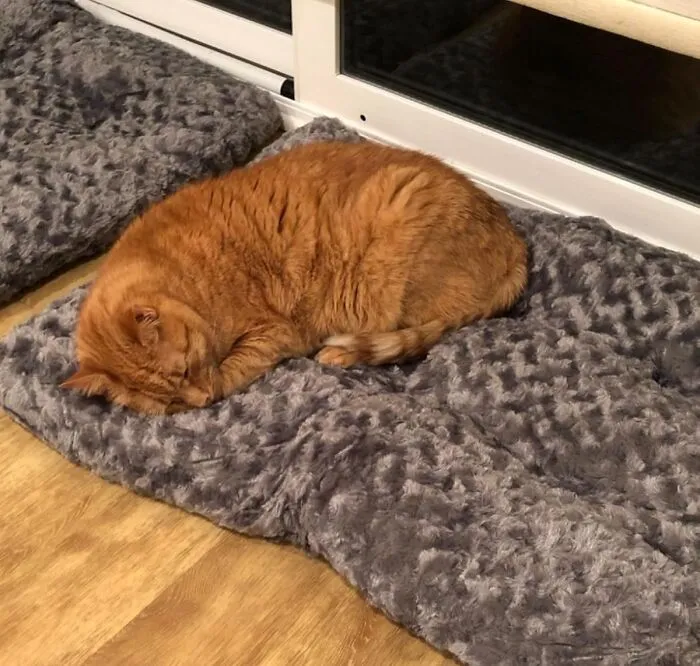  Your Pet Has Filed A Formal Complaint About The Thread Count In Their Studio Apartment, And A <a Style="Display:inline;" Href="Https://Www.amazon.com/Amazon-Basics-Plush-Crate-Inches/Dp/B07dzw1srk?ie=utf8&th=1&linkcode=ll1&tag=bpferret-20&linkid=b3d3f78d0b718bbdb2522ff16f845279&language=en_us&ref_=as_li_ss_tl" Target="_blank">  <span Style="Font: Inherit; Color: #d74b1f;"> Fuzz Pet Crate Mat </Span> Is The Only Acceptable Resolution
