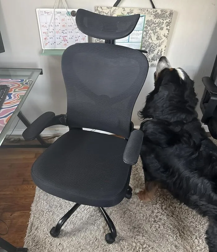 Your Lower Back Would Like To Formally Thank You For Finally Promoting It From "Unpaid Intern" To "Valued Employee" With An <a Style="Display:inline;" Href="Https://Www.amazon.com/Freepub-Ergonomic-Headrest-Adjustable-Computer/Dp/B0dswl43pc?ie=utf8&th=1&linkcode=ll1&tag=bpferret-20&linkid=ebc46c7e389187489bfcdeef4b318147&language=en_us&ref_=as_li_ss_tl" Target="_blank">  <span Style="Font: Inherit; Color: #d74b1f;"> Ergonomic Office Chair With Headrest -</Span>