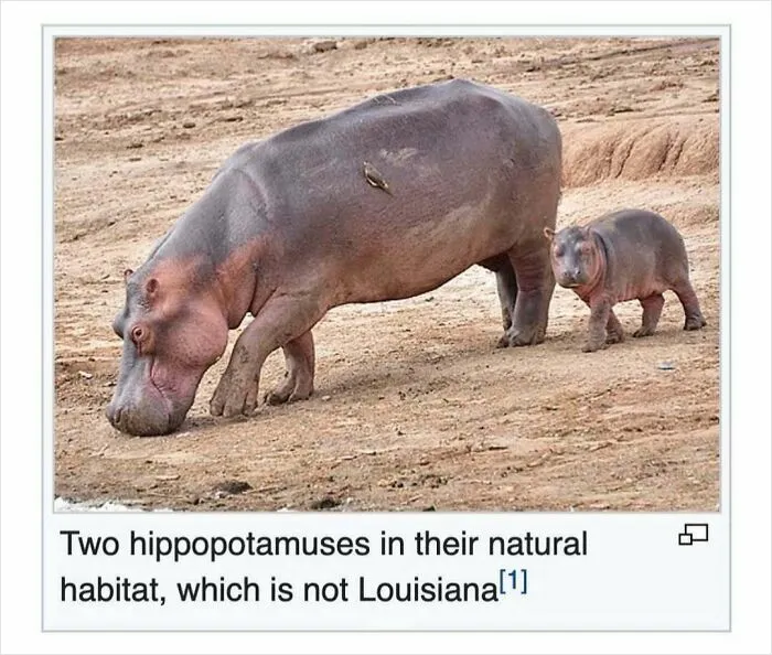 50 Times Wikipedia Pages Cracked People Up So They Had To Share Them Online