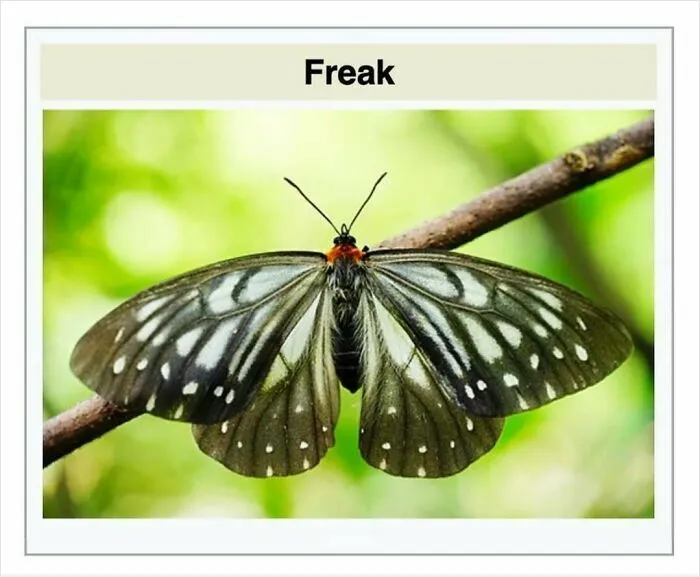 Close-up of a butterfly labeled freak on a Wikipedia page that cracked people up and got shared online.