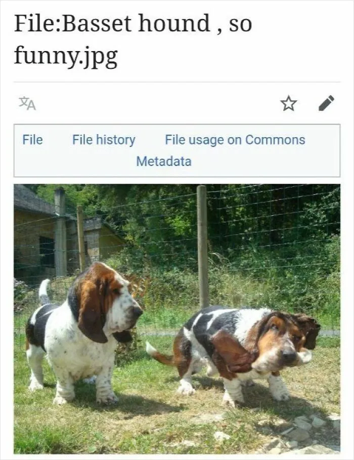 Two basset hounds outdoors in a grassy fenced area, humorous image shared on Wikipedia pages that cracked people up online.