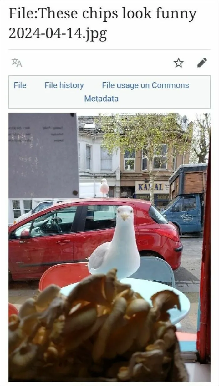 Seagull outside a window staring at a plate of chips in a humorous Wikipedia page moment shared online.