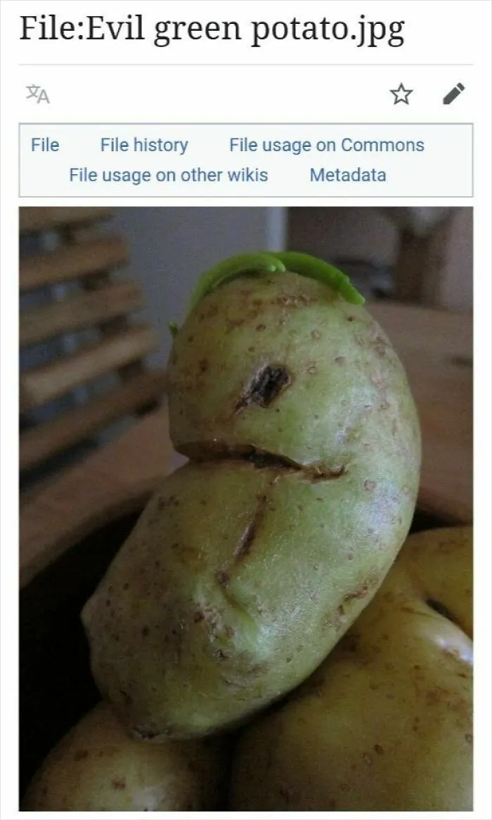 Humorous Wikipedia page showing an oddly shaped potato resembling a face that cracked people up online.