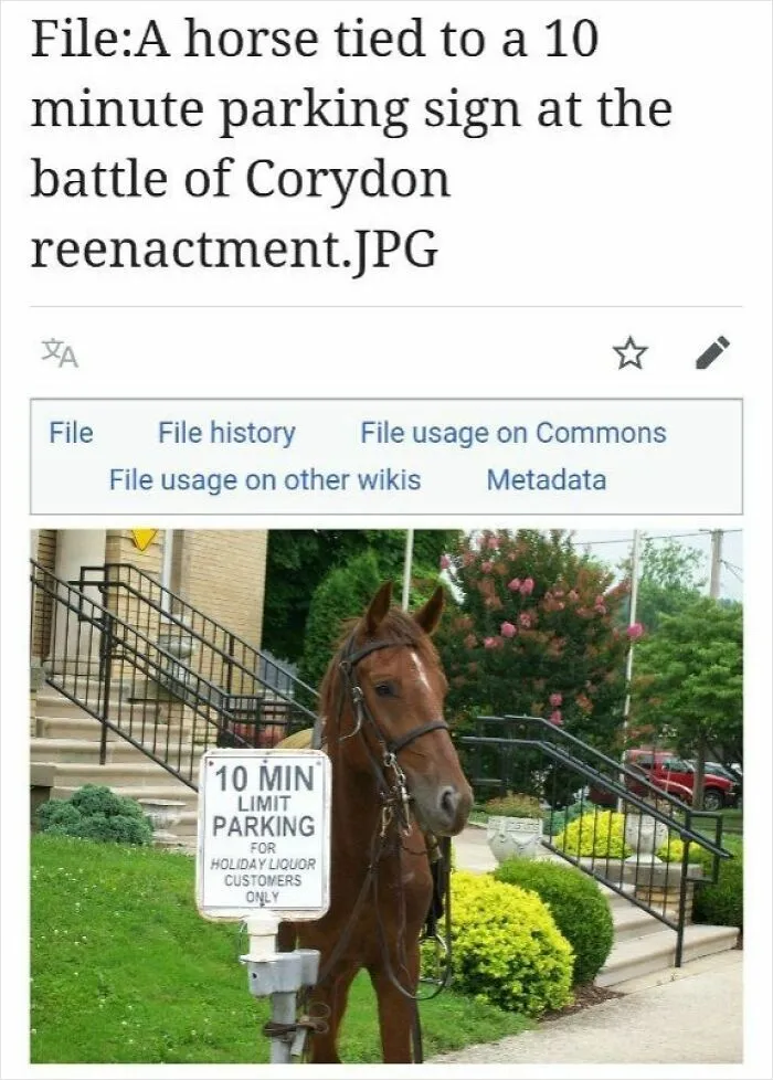 A horse tied to a 10 minute parking sign, featured in funny Wikipedia pages shared online.