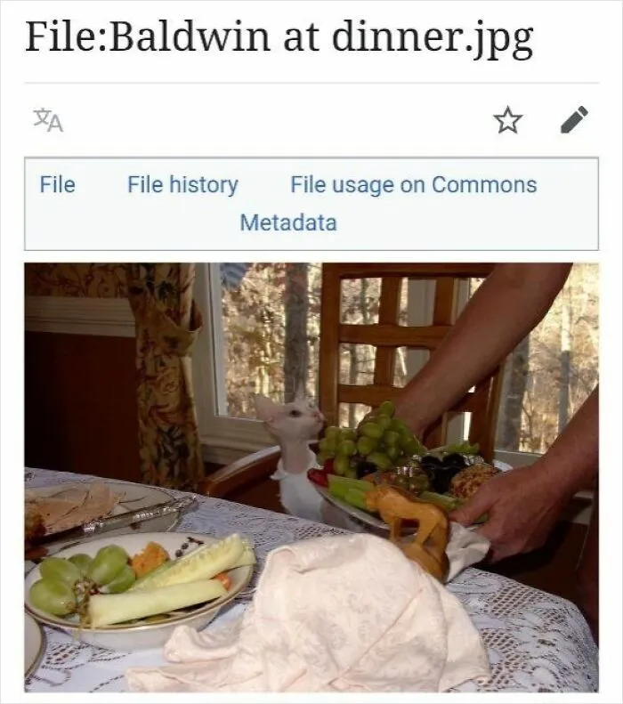 Screenshot of a Wikipedia file page showing a cat at dinner, highlighting funny Wikipedia pages shared online.