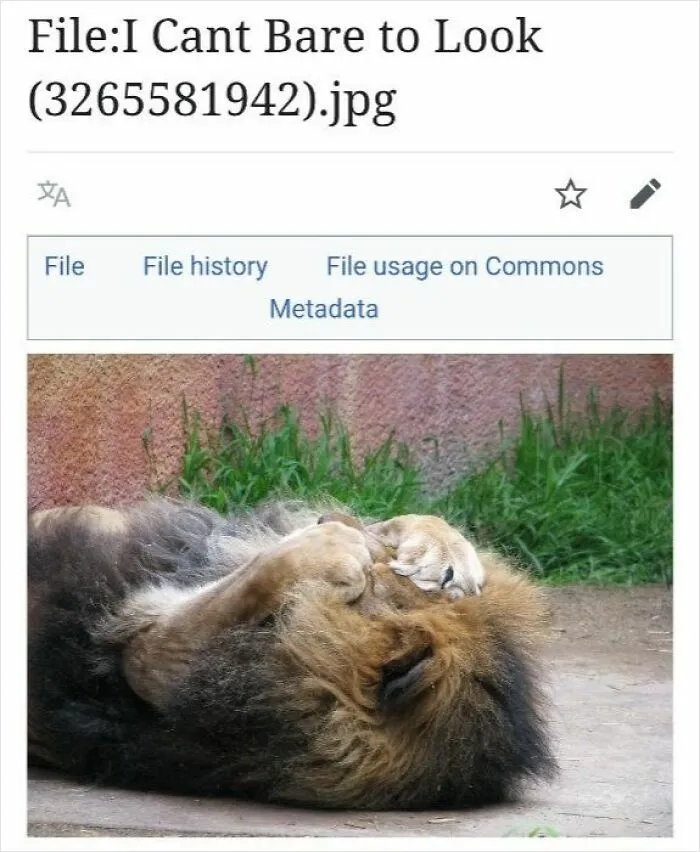 Lion lying on its side with paws covering its face, a humorous moment shared from Wikipedia pages cracked people up online.