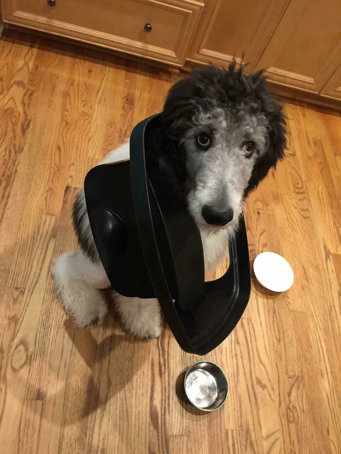 Puppy stuck with a black plastic container around its neck sitting on a wooden floor near food bowls.